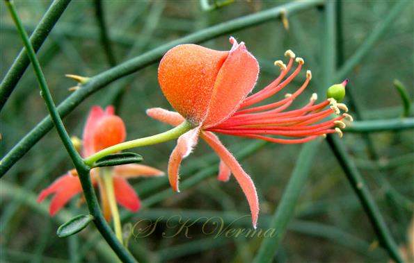   Flower